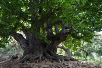 Esta ruta de senderismo cruza una provincia de Andalucía y termina en un castaño milenario único en España